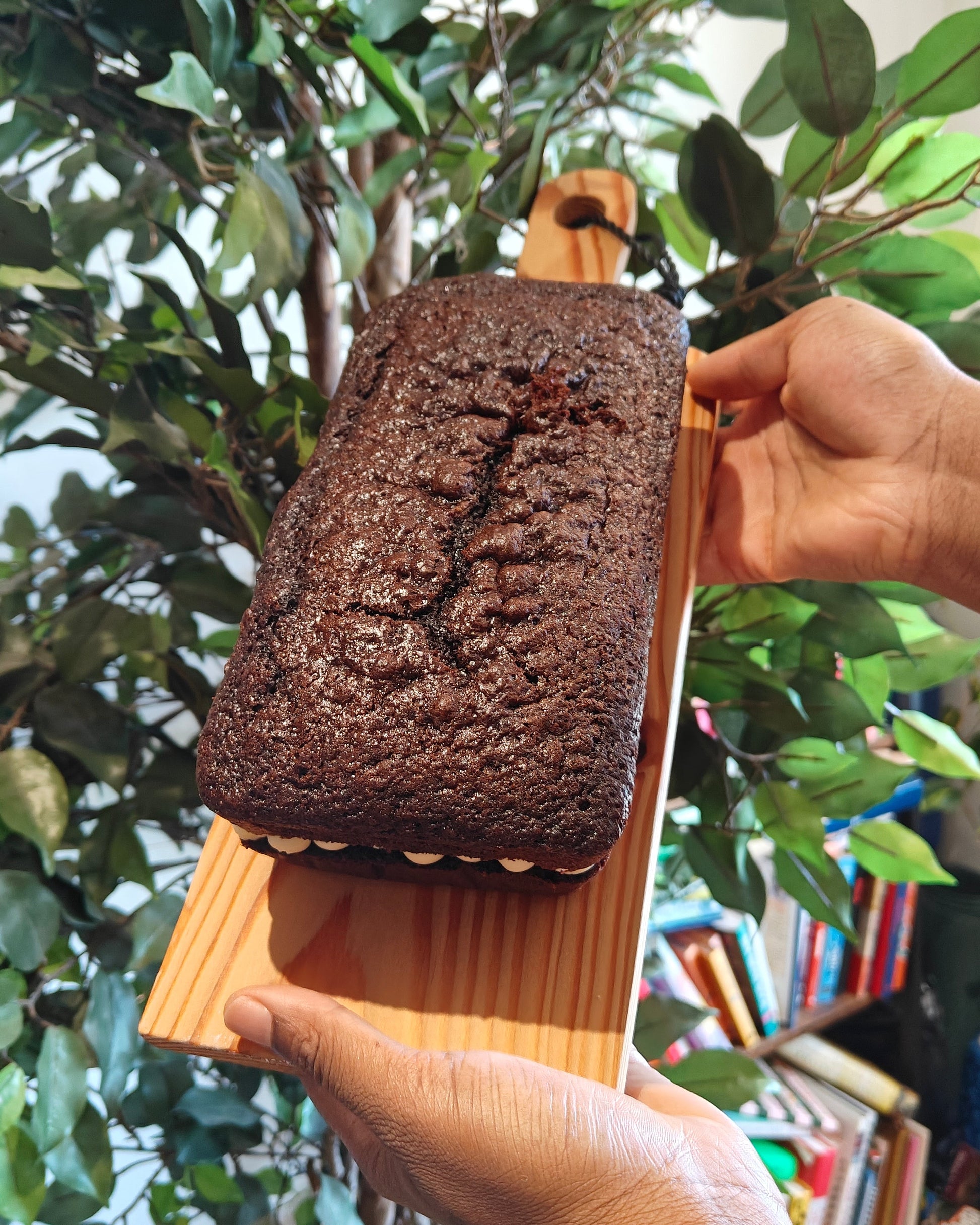A chocolate loaf cake with white mascarpone buttercream frosting icing on a wooden board, held by two hands in front of a green potted plant and a bookshelf.
